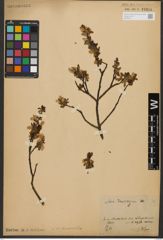 Foto von Salix waldsteiniana Willd.